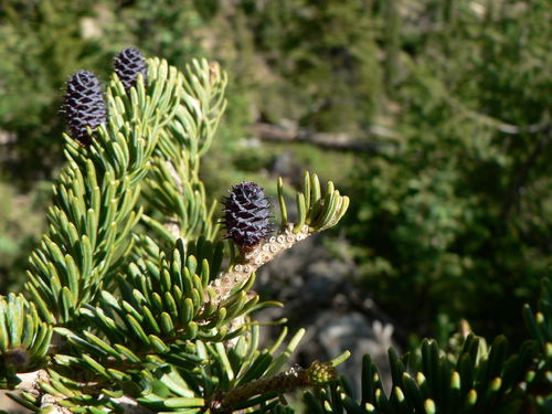 Korktanne Abies lasiocarpa var. arizonica Pflanze 15-20cm Felsengebirgs-Tanne