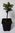 Spanische Tanne Abies pinsapo Pflanze 15-20cm Igel-Tanne Pinsapo-Tanne Rarität