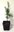 Atlas-Zeder Cedrus atlantica Pflanze 5-10cm Atlaszeder Zeder Rarität