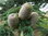 Himalaya-Zeder Cedrus deodara Pflanze 15-20cm Himalayazeder Zeder Rarität