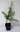 Himalaya-Zeder Cedrus deodara Pflanze 5-10cm Himalayazeder Zeder Rarität