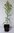 Sicheltanne Cryptomeria japonica Pflanze 5-10cm Sugi Japanische Zeder Zypresse