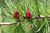 Amerikanische Lärche Larix laricina Pflanze 25-30cm Tamarack-Lärche Tamarack