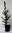 Weiß-Fichte Picea glauca Pflanze 45-50cm Schimmel-Fichte Picea alba weiße Fichte