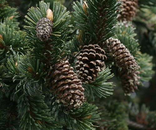 Grannen-Kiefer Pinus aristata Pflanze 5-10cm Grannenkiefer Fuchsschwanzkiefer