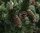 Grannen-Kiefer Pinus aristata Pflanze 15-20cm Grannenkiefer Fuchsschwanzkiefer