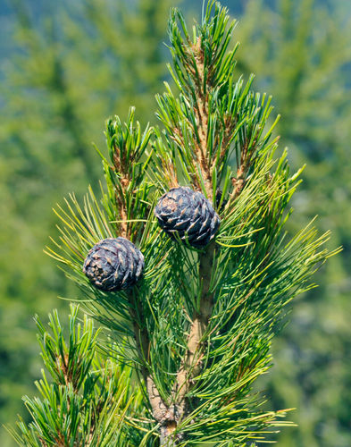 Zirbelkiefer Pinus cembra Pflanze 15-20cm Arbe Arve Zirbe Zirbel-Kiefer