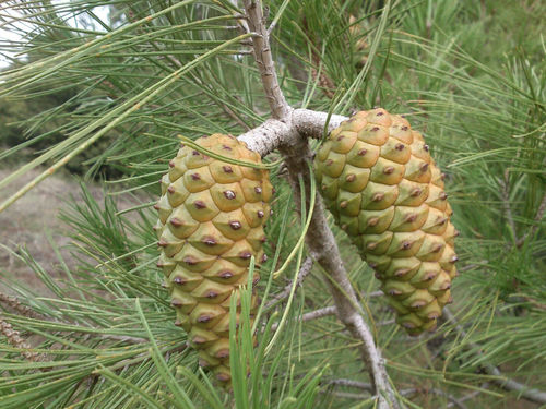 Aleppo-Kiefer Pinus halepensis Pflanze 15-20cm See-Kiefer Aleppokiefer Kiefer