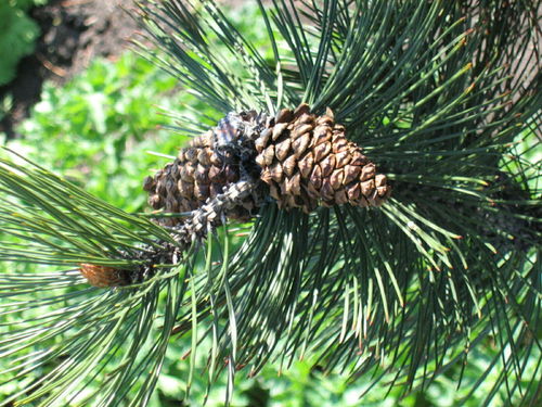 Schlangenhaut-Kiefer Pinus heldreichii var. leucodermis Pflanze 5-10cm Kiefer