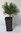 Schlangenhaut-Kiefer Pinus heldreichii var. leucodermis Pflanze 15-20cm Kiefer