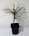 Jeffrey-Kiefer Pinus jeffreyi Pflanze 15-20cm Jeffreys-Kiefer Kiefer Rarität