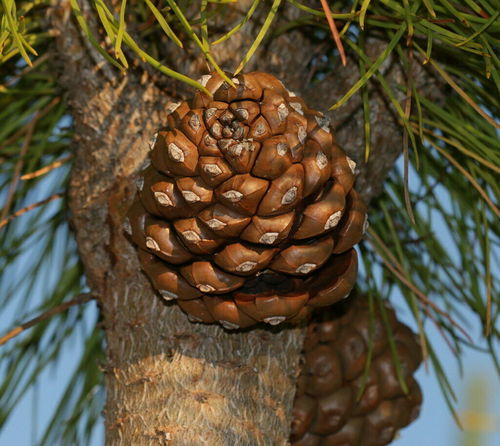 Pinie Pinus pinea Pflanze 5-10cm Steinkiefer Schirm-Kiefer Mittelmeer-Kiefer