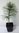 Weymouth-Kiefer Pinus strobus Pflanze 15-20cm Weymouthskiefer Strobe Kiefer