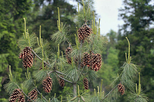 Tränen-Kiefer Pinus wallichiana Pflanze 5-10cm Wallich-Kiefer Himalaja-Kiefer