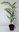 Kanadische Hemlocktanne Tsuga canadensis Pflanze 25-30cm Schierlingstanne