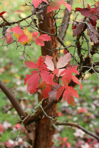 Zimt-Ahorn Acer griseum Pflanze 15-20cm Zimtahorn Ahorn Rarität