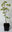 Französischer Ahorn Acer monspessulanum Pflanze 15-20cm Felsen-Ahorn Maßholder