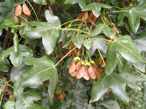 Französischer Ahorn Acer monspessulanum Pflanze 25-30cm Felsen-Ahorn Maßholder