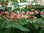 Seidenbaum Albizia julibrissin Ernest Wilson Pflanze 25-30cm Schlafbaum Rarität