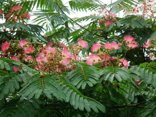 Seidenbaum Albizia julibrissin Ernest Wilson Pflanze 35-40cm Schlafbaum Rarität