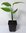Zwerg-Baum der Reisenden Phenakospermum guyannense Pflanze 5-10cm Ravenala