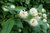 Knopfbusch Cephalanthus occidentalis Pflanze 45-50cm Knopfblume Knopfstrauch