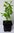 Chinesischer Schneebaum Chionanthus retusus Pflanze 35-40cm Schneeflockenstrauch
