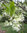 Virginischer Schneebaum Chionanthus virginicus Pflanze 15-20cm Giftesche