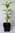 Virginischer Schneebaum Chionanthus virginicus Pflanze 15-20cm Giftesche