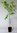 Amerikanisches Gelbholz Cladrastis lutea Pflanze 35-40cm Cladrastis kentukea