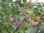 Losbaum Clerodendron trichotomum var. fargesii Pflanze 35-40cm Harlekin-Losbaum