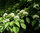 Riesen-Hartriegel Cornus controversa Pflanze 45-50cm Pagoden-Hartriegel Rarität