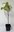 Blüten-Hartriegel Cornus florida Pflanze 35-40cm Amerikanischer Blumenhartriegel