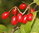 Japanische Kornelkirsche Cornus officinalis Pflanze 15-20cm Hartriegel Kornel