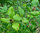 Weißdorn-Mispel Crataegomespilus dardarii Pflanze 25-30cm Weißdornmispel Mispel