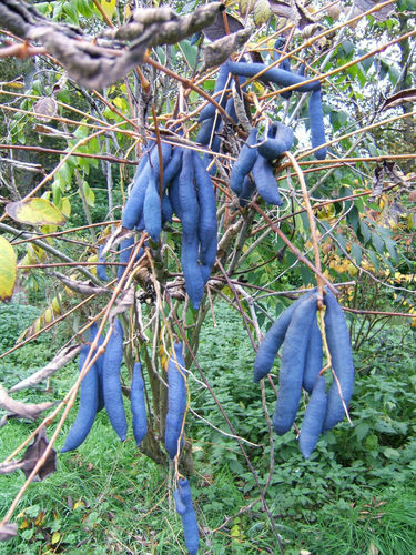 Blaugurke Decaisnea fargesii Pflanze 35-40cm Blauschote Blaugurkenbaum Rarität