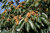 Lotuspflaume Diospyros lotus Pflanze 15-20cm Dattelpflaume Götterfrucht Rarität