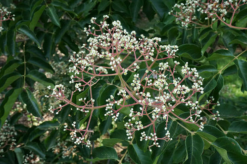 Bienenbaum Euodia hupehensis Pflanze 15-20cm Tetradium daniellii Honigesche