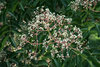 Bienenbaum Euodia hupehensis Pflanze 25-30cm Tetradium daniellii Honigesche