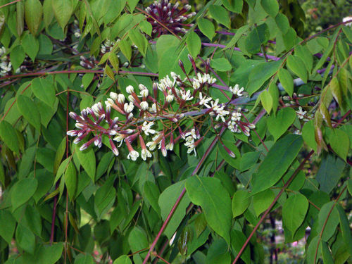 Geweihbaum Gymnocladus dioicus Pflanze 45-50cm Kentucky Coffee-Tree Rarität