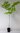 Geweihbaum Gymnocladus dioicus Pflanze 55-60cm Kentucky Coffee-Tree Rarität