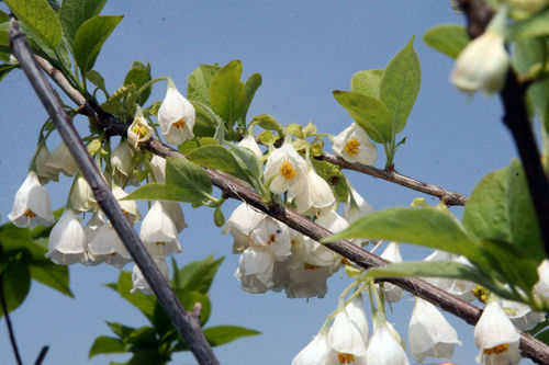 Schneeglöckchenbaum Halesia carolina Pflanze 45-50cm Maiglöckchenbaum Rarität