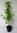 Schneeglöckchenbaum Halesia carolina Pflanze 45-50cm Maiglöckchenbaum Rarität