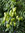 Blasenesche Koelreuteria paniculata Pflanze 25-30cm Blasenbaum Lampionbaum