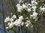 Baum-Magnolie Magnolia kobus Pflanze 45-50cm Kobushi-Magnolie Baummagnolie