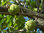 Osagedorn Maclura pomifera Pflanze 35-40cm Milchorangenbaum Osage-Orange Rarität