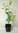 Mispel Mespilus germanica Pflanze 25-30cm echte Mispel Asperl Mispelche Dürgen