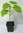 Catalpenblättriger Blauglockenbaum Paulownia catalpifolia Pflanze 5-10cm
