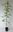 Holz-Quitte Pseudocydonia sinensis Pflanze 45-50cm Chinesische Quitte Rarität