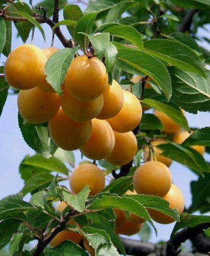 Mirabelle Prunus domestica subsp. syriaca Pflanze 5-10cm Gelbe Zwetschge